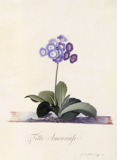 Garden Auricula, Girl in Love, n.1743 (käsinvärinen kaiverrus) tekijältä Georg Dionysius Ehret